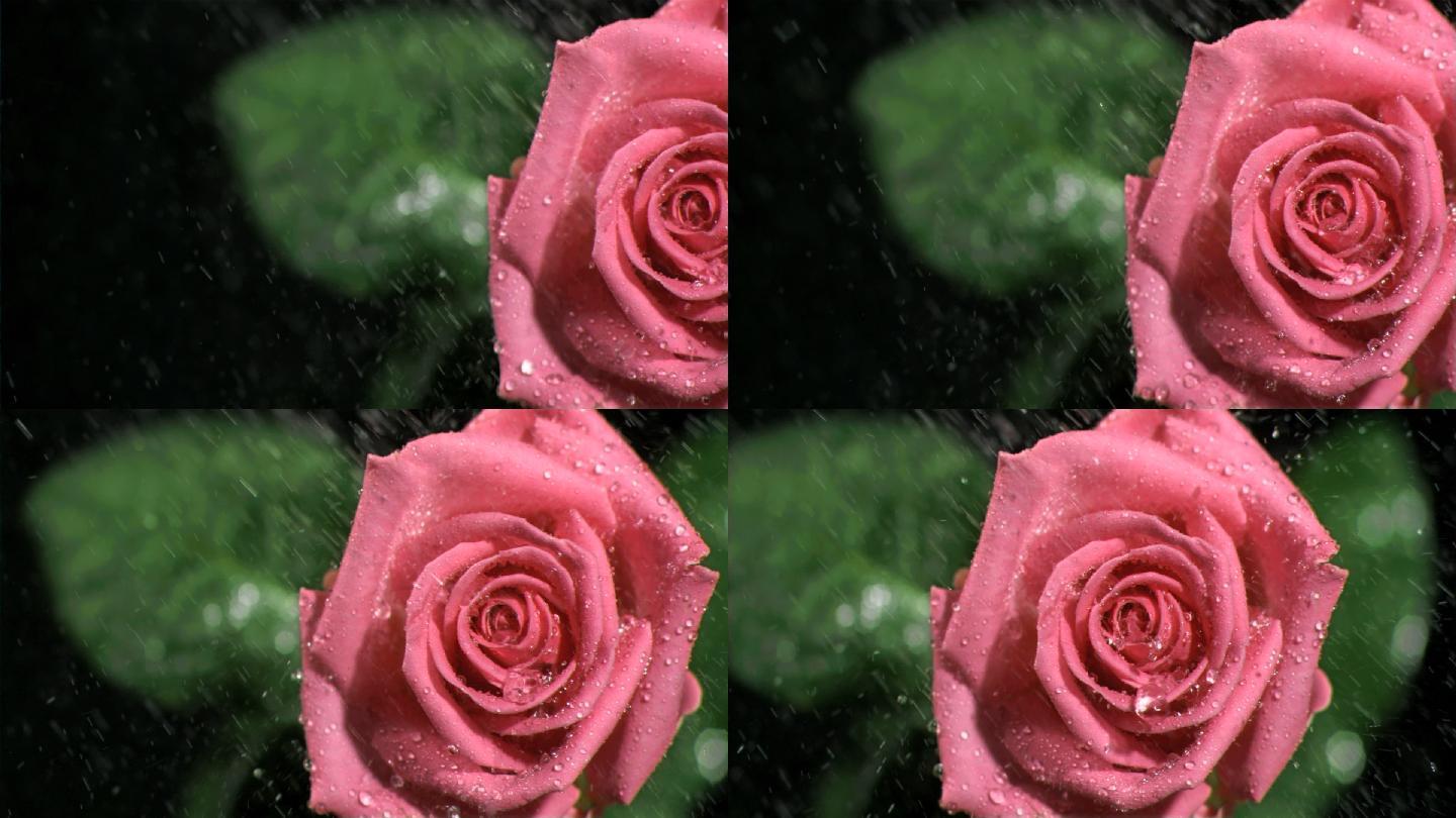 粉色玫瑰特写下雨玫瑰玫瑰雨滴玫瑰露水