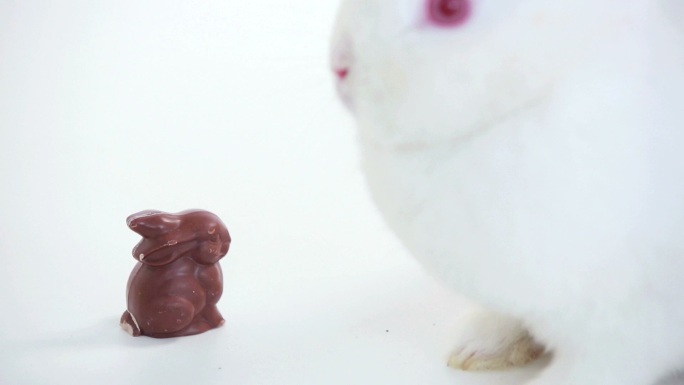 白色小兔子嗅着白色背景上的巧克力小兔子