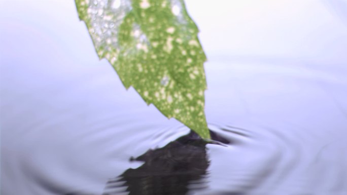 叶子从水面上被拿出带起水珠特写