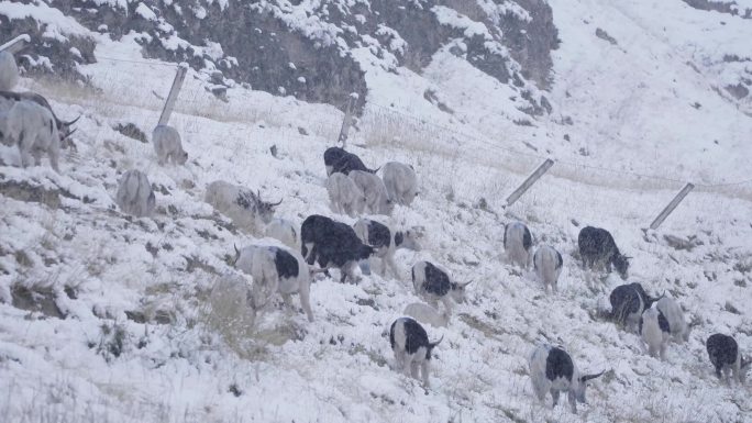 天祝白牦牛雪地行走