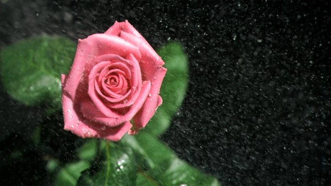 粉色玫瑰特写七夕情侣甜蜜玫瑰粉红色玫瑰爱
