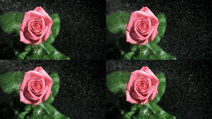 粉色玫瑰特写七夕情侣甜蜜玫瑰粉红色玫瑰爱