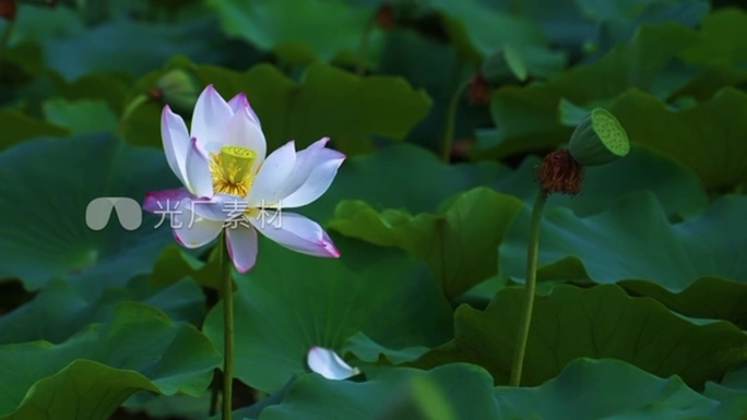 【4K升格】夏天 荷花 人文