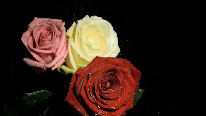 三色玫瑰特写三色玫瑰广告TVC滴水的玫瑰