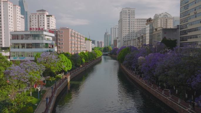 航拍昆明盘龙江蓝花楹