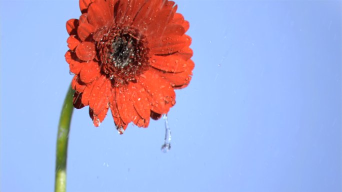 红色雏菊被水打湿特写