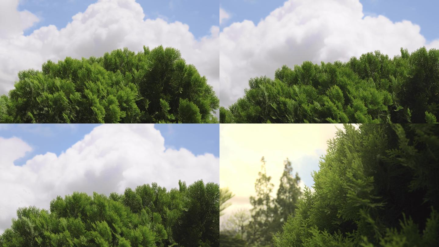 白云蓝天绿树