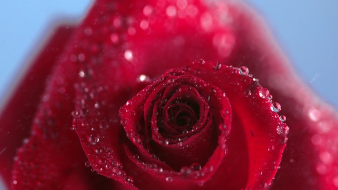红色玫瑰花特写娇艳花卉观赏
