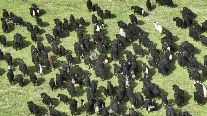 成群的牦牛在草原上奔跑