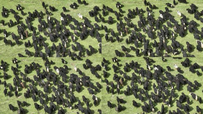 成群的牦牛在草原上奔跑