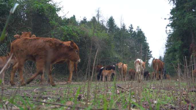 黄牛农村养牛山上的牛群畜牧业农业肉牛