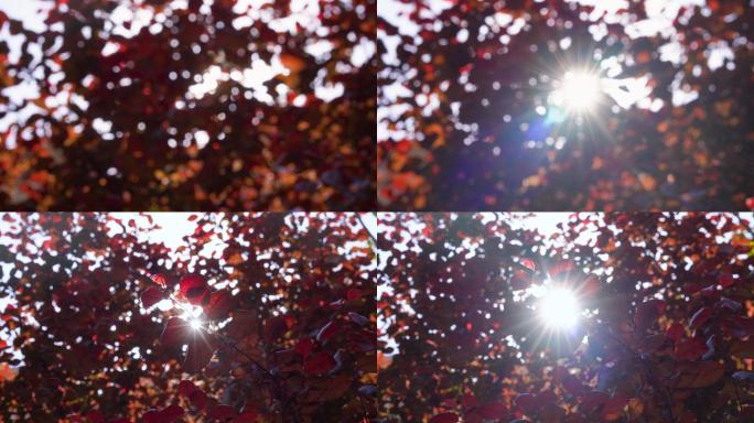 4k阳光透过树叶光影