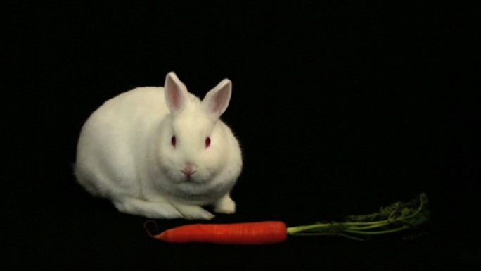 小白兔闻胡萝卜特写