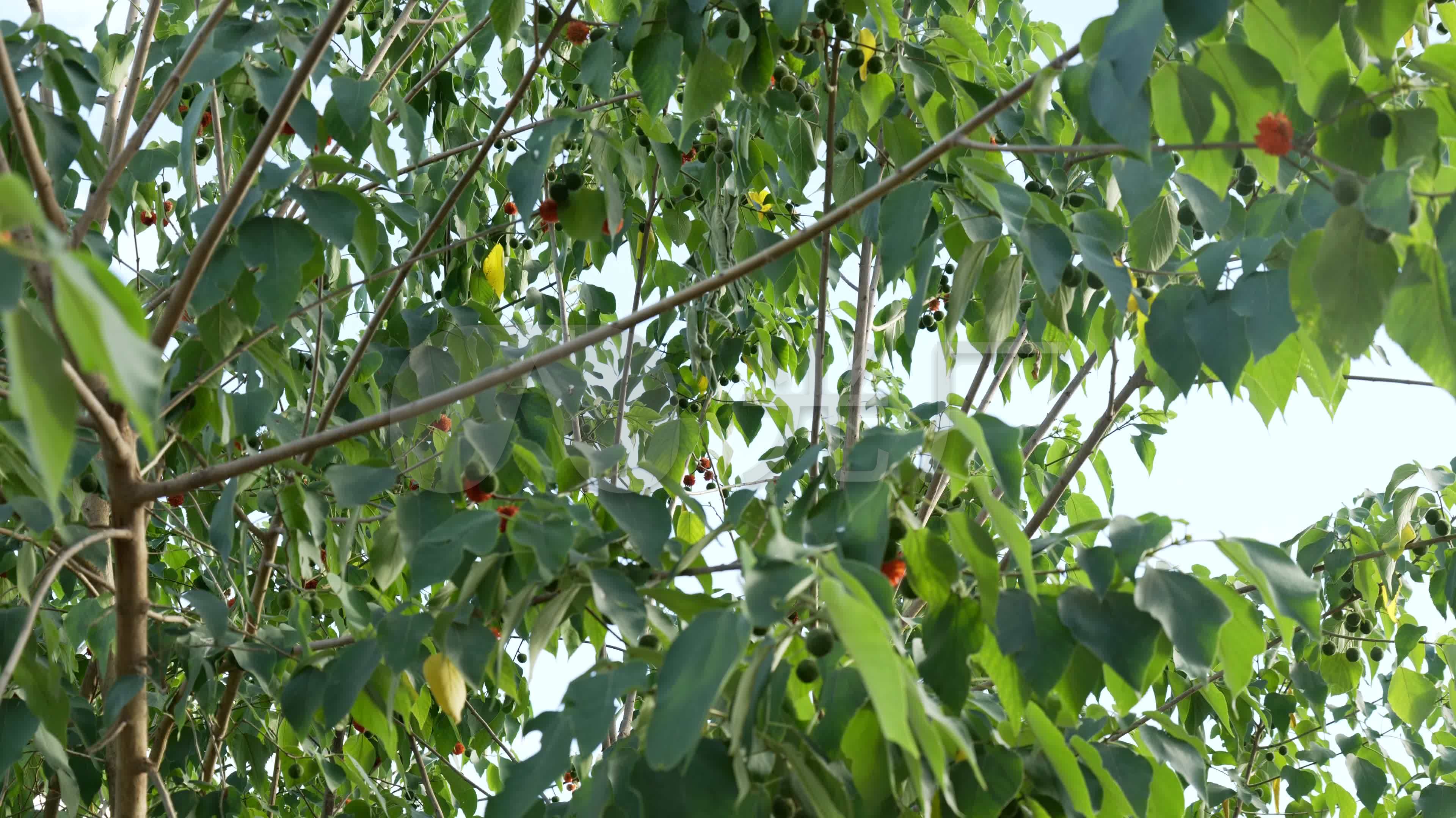 【镜头合集】楮实子中药中草药中医药(2)_3840X2160_高清视频素材下载(编号:10362630)_实拍视频_光厂(VJ师网) www ...