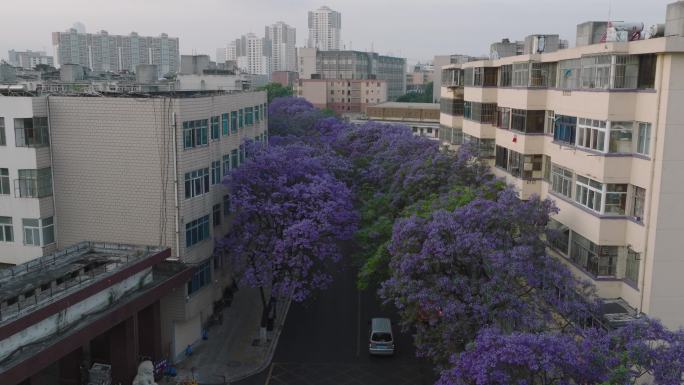 航拍昆明蓝花楹