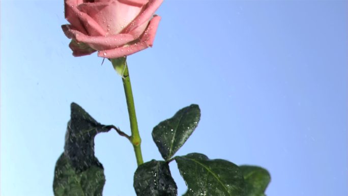 粉色玫瑰特写雨打花月季花