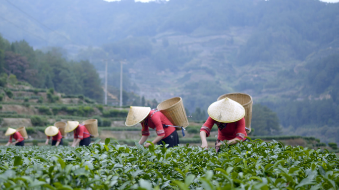 茶叶 采茶 栗子 板栗 栗子树 橙子