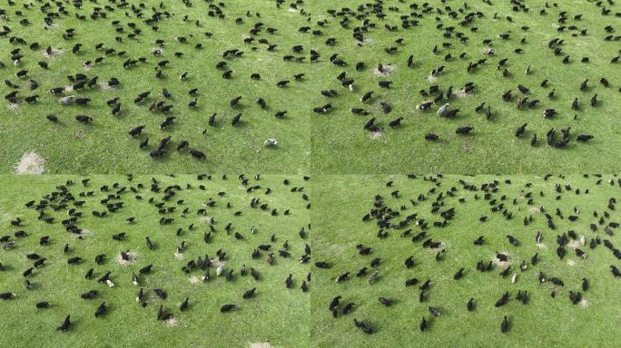 航拍成群牦牛在草原上吃草