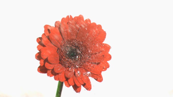 红色雏菊被水打湿特写