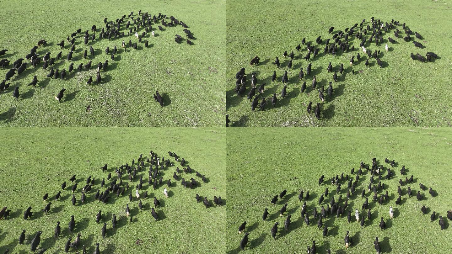 草原上牦牛成群奔跑