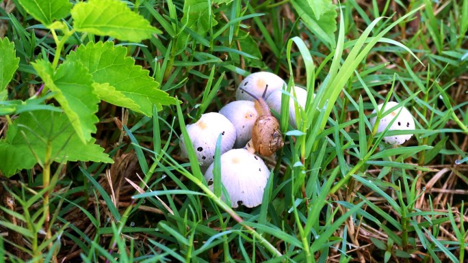 草丛里的蜗牛、野蘑菇