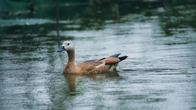 水里雨天的鸭子黑天鹅