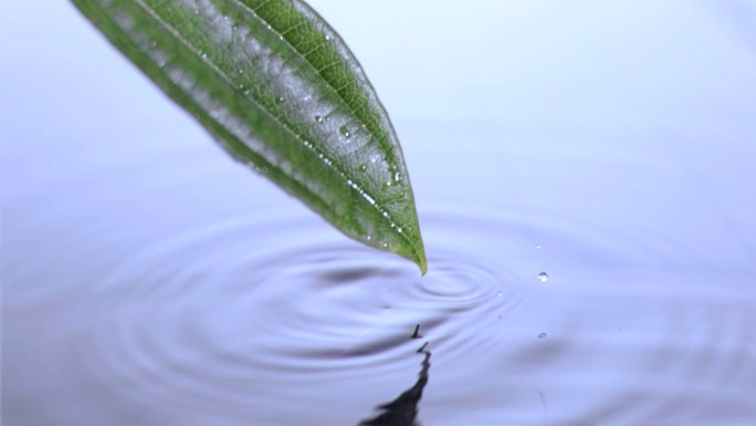 叶子从水面上被拿出带起水珠特写