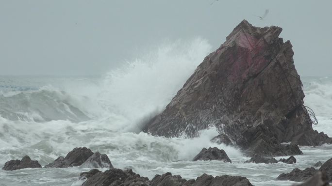 hdr4k视频素材 掠过浪花的海鸥