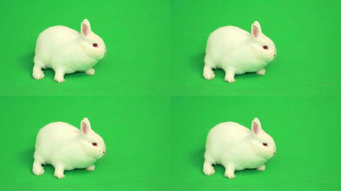 兔子在绿色背景下蹦来蹦去特写