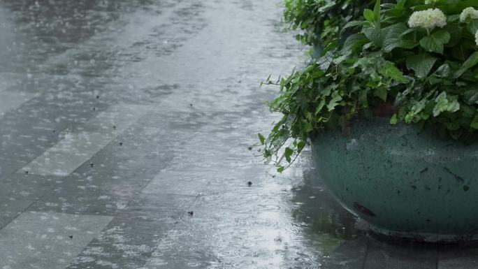 下大雨天放在空地上的一盆绿植