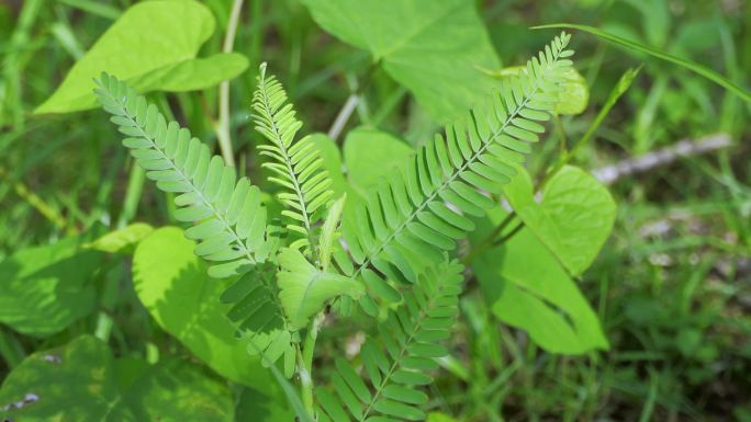 中草药：合萌、梗通草