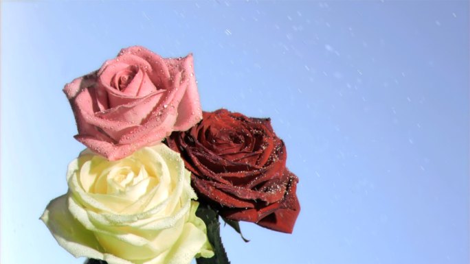 三色玫瑰特写鲜艳美丽鲜花盛开鲜花生长