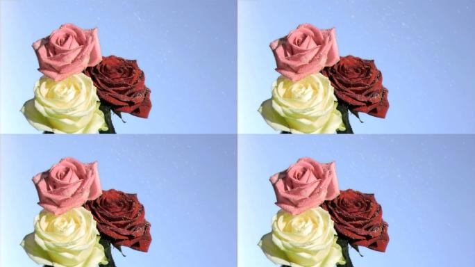 三色玫瑰特写鲜艳美丽鲜花盛开鲜花生长