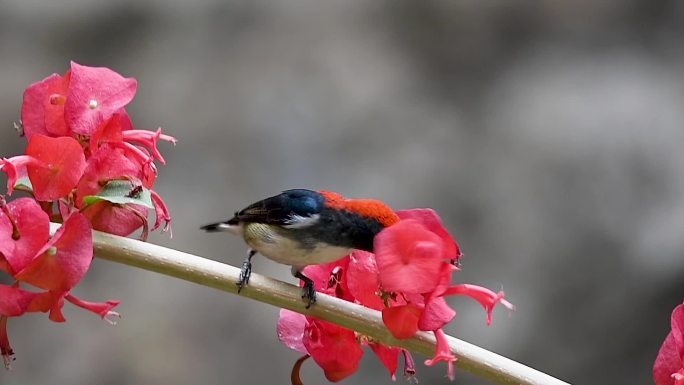 朱背啄花鸟