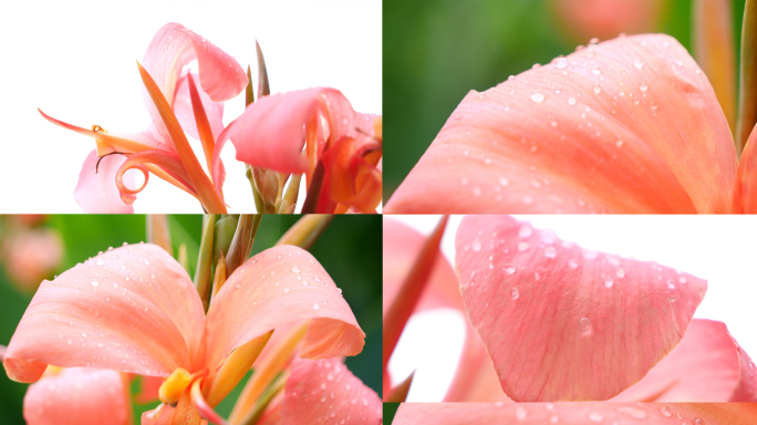 美人蕉 雨水 露水 花瓣上的露珠