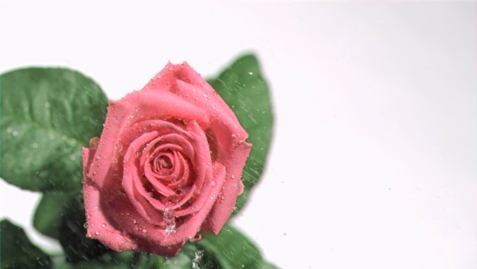 粉色玫瑰特写粉色玫瑰雨滴