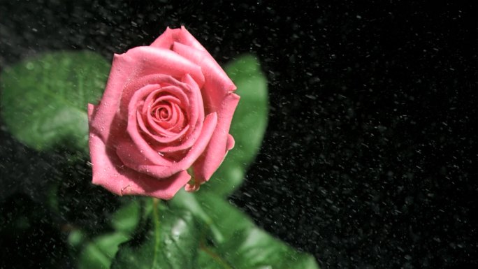 粉色玫瑰特写粉色玫瑰花广告玫瑰花滴水特写
