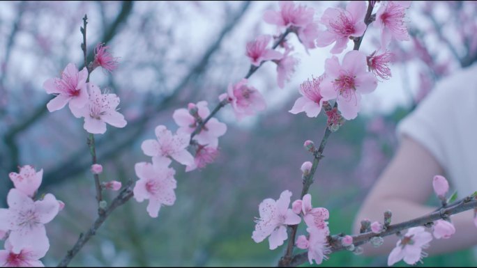 桃花林美女弹古筝