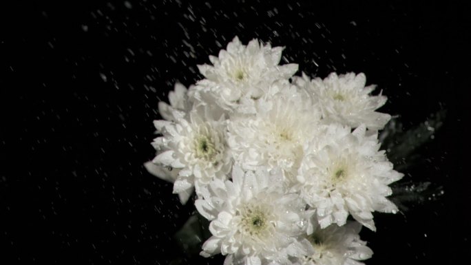 被水打湿的白色菊花特写