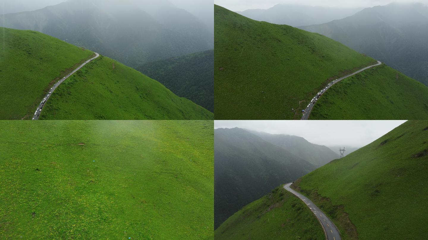 四川省阿坝州巴郎山熊猫王国之巅-山花