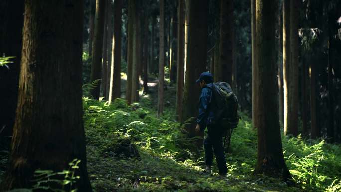 穿越原始森林树林徒步旅行