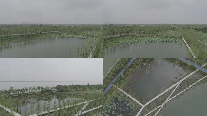 荆州沙市长湖湿地公园4K航拍