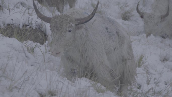 天祝白牦牛雪地行走