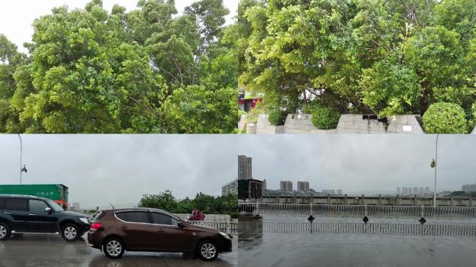 风吹强风吹动绿树摇摆环境雨景下雨天雨滴