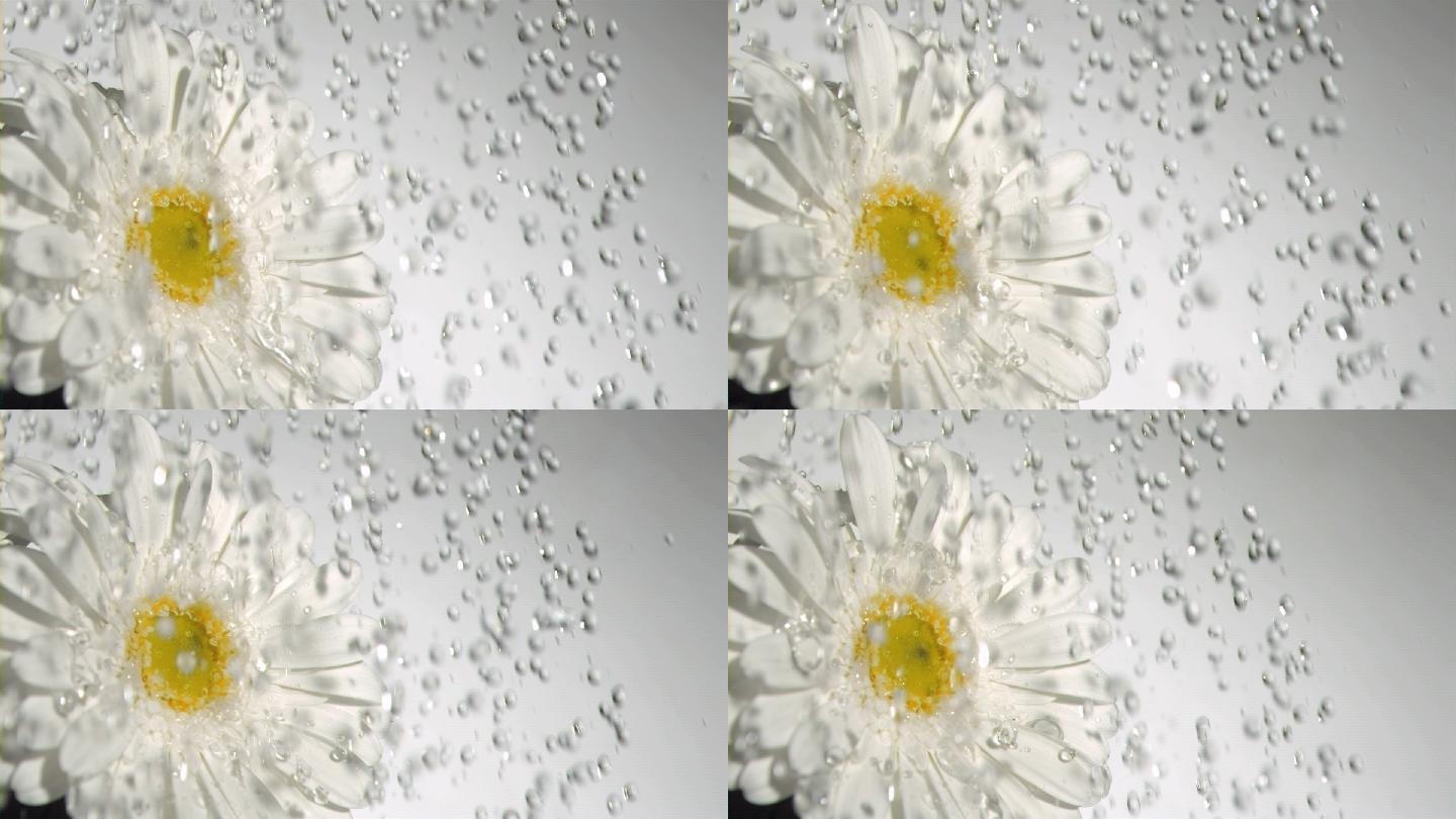 白色雏菊被水打湿特写