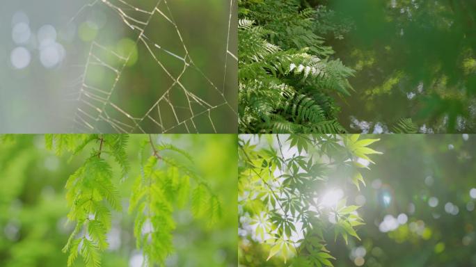 多组绿色夏季阳光小清新植物树叶逆光