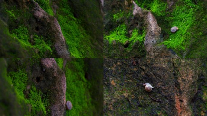 苔藓和蜗牛，隐秘的角落