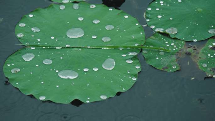 8k下雨天写意意境荷叶上的水珠滚动流动