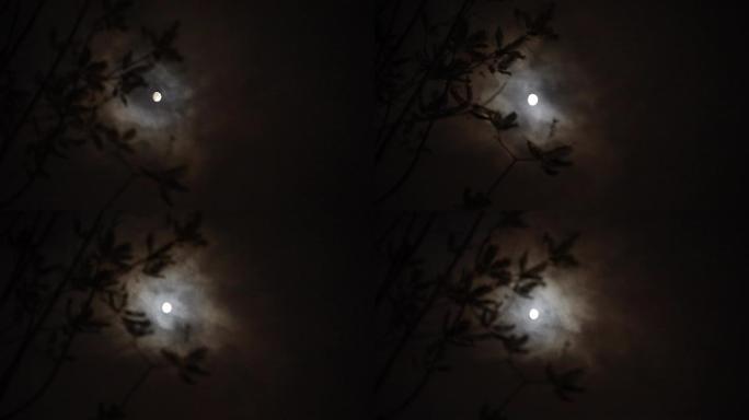 夜晚乌云穿过树枝月亮