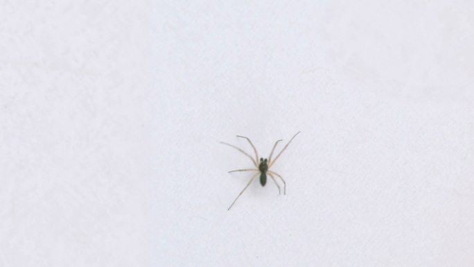 蜘蛛在白色背景上慢镜头行走